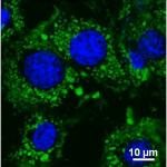 Nanobeads fluorescenti per labeling in vitro