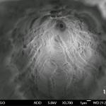 Sezione di un nanoporo visualizzata con un SEM