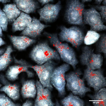 Figure 3 - Mapping of AuNPs (in red) in Cells 